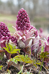 Image showing Blooming butterbur. Spring landscape near the pond 