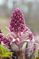 Image showing Blooming butterbur. Spring landscape near the pond 