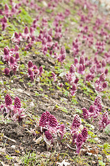 Image showing Blooming butterbur. Spring landscape near the pond 