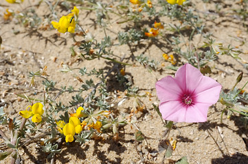 Image showing Spring in the desert