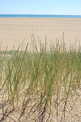 Image showing Beach grass