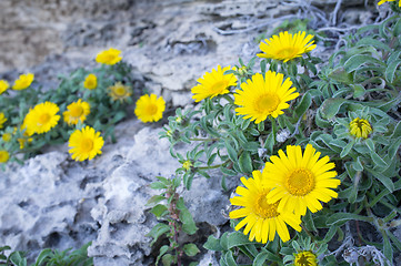 Image showing Daisies on rocky soil