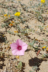 Image showing Sparse spring