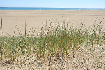Image showing Grass on dune