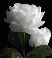 Image showing White Silk Rose