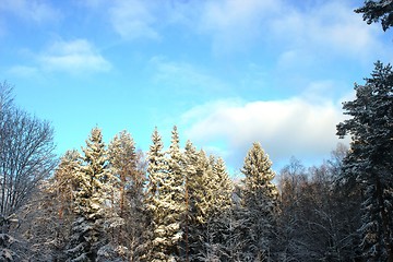 Image showing Wonderfull winter view of forest