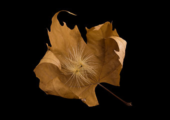 Image showing Autumn leaf