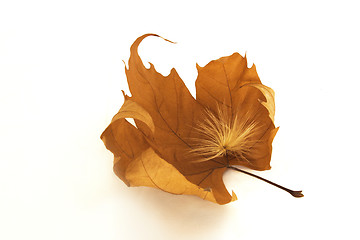 Image showing Autumn leaf