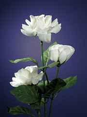 Image showing Three White Roses