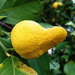 Image showing Weird lemon