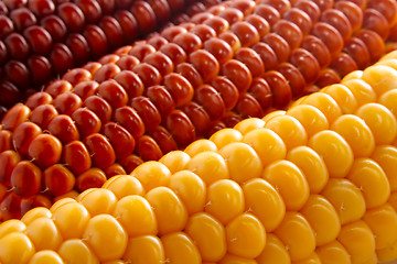 Image showing Corn 