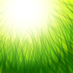 Image showing background with grass