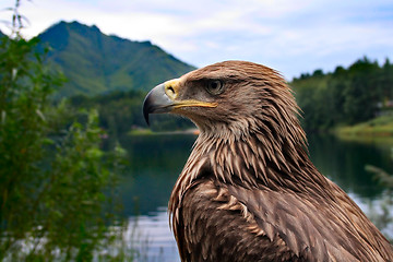 Image showing Eagle