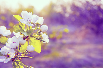 Image showing Spring flowers with sunshine