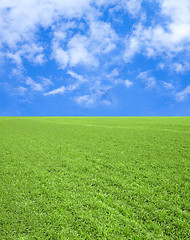 Image showing Field of grass,blue sky