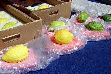 Image showing Jewish citrons & ceremonial palm frond display