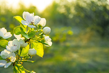 Image showing Spring flowers with sunshine