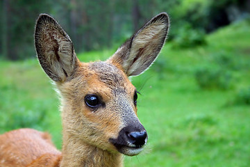 Image showing Deer