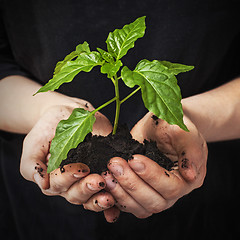 Image showing green plant