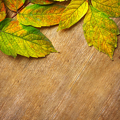 Image showing Autumn Leaves