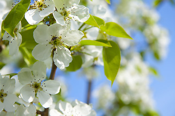 Image showing cherry flowers