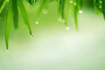 Image showing dew grass