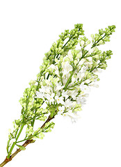 Image showing Vertical branch of white lilac without leaf