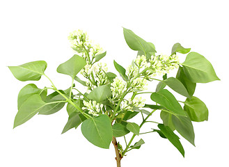 Image showing Branch of white lilac