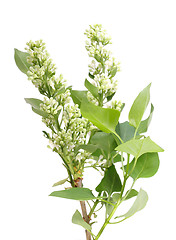 Image showing One vertical branch of white lilac