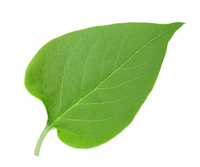 Image showing One green leaf of lilac