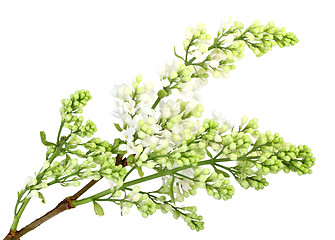 Image showing Branch of white lilac without leaf