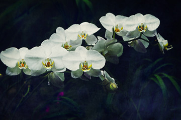 Image showing vintage orchid