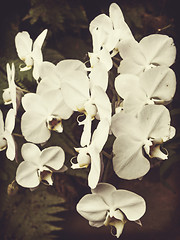 Image showing vintage orchid