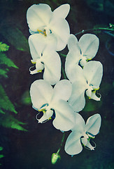 Image showing vintage orchid