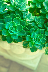 Image showing green succulent plants