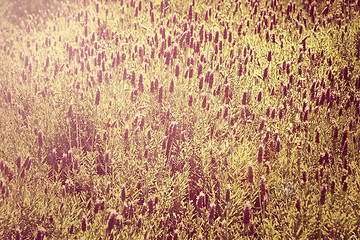 Image showing lavender field