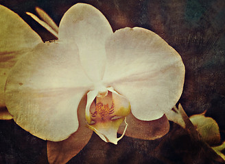 Image showing vintage orchid