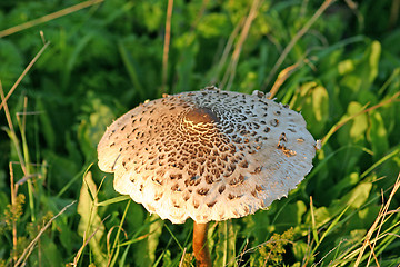 Image showing fungus