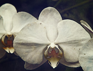 Image showing vintage orchid