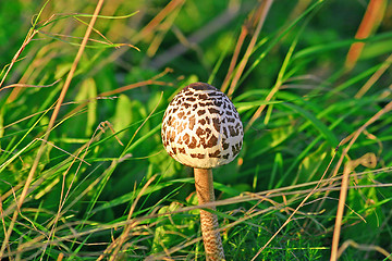 Image showing fungus