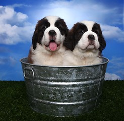 Image showing Adorable Saint Bernard Pups 