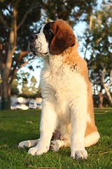 Image showing Cute Saint Bernard Purebred Puppy 