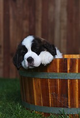 Image showing Adorable Saint Bernard Pups 