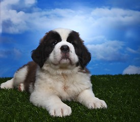 Image showing Adorable Saint Bernard Pups 