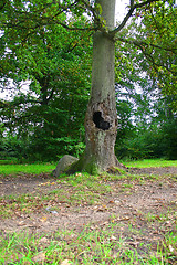 Image showing tree