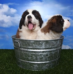 Image showing Adorable Saint Bernard Pups 