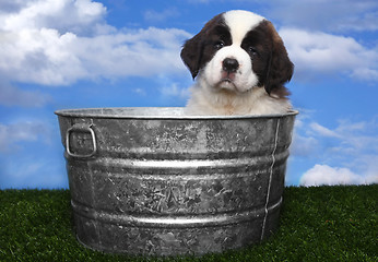 Image showing Adorable Saint Bernard Pups 