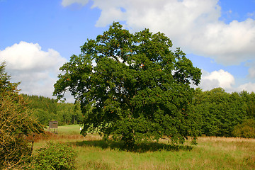 Image showing tree