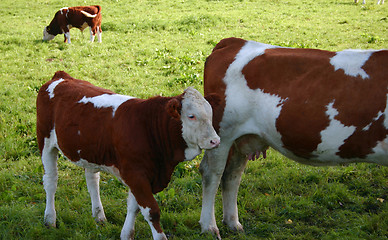 Image showing cow