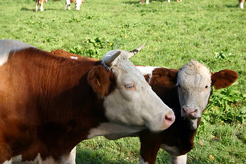 Image showing cow